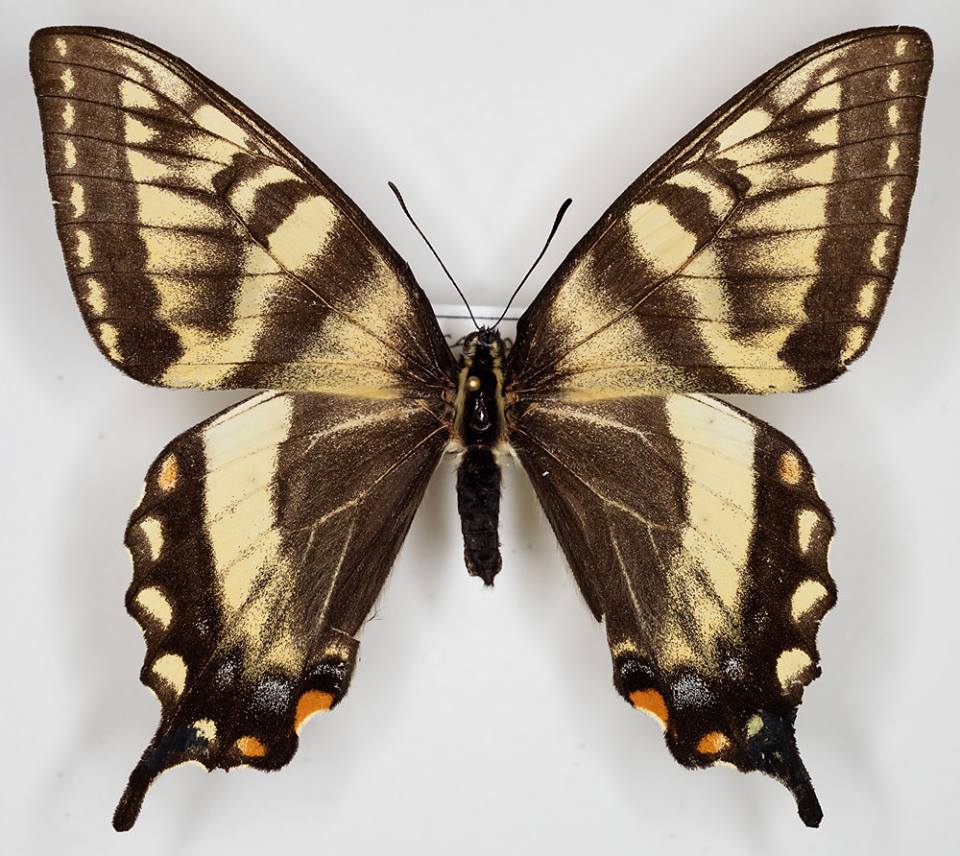 Papilio canadensis female (aberration, DB) (Internet Image property of respective owner, non-commercial use only)